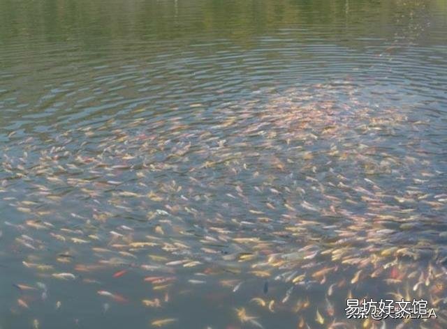 不喂饲料 农村鱼塘里面的鱼怎样快点长大?