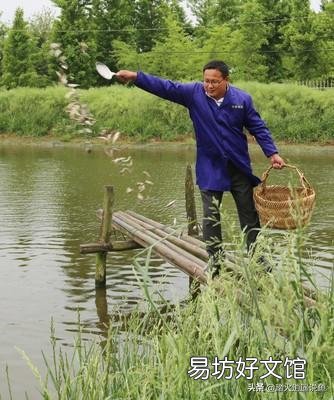 不喂饲料 农村鱼塘里面的鱼怎样快点长大?