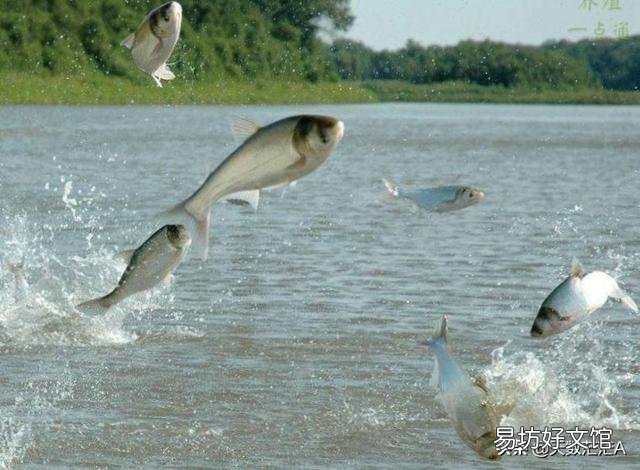 不喂饲料 农村鱼塘里面的鱼怎样快点长大?