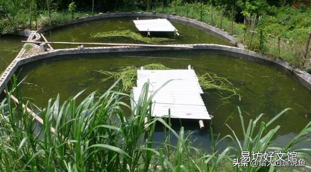 不喂饲料 农村鱼塘里面的鱼怎样快点长大?