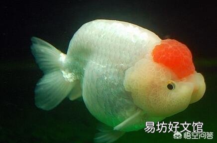怎么养好金鱼?