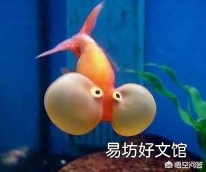怎么养好金鱼?
