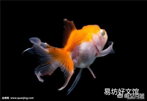 怎么养好金鱼?