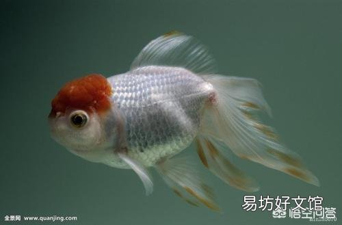怎么养好金鱼?