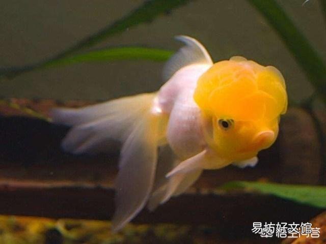 怎么养好金鱼?