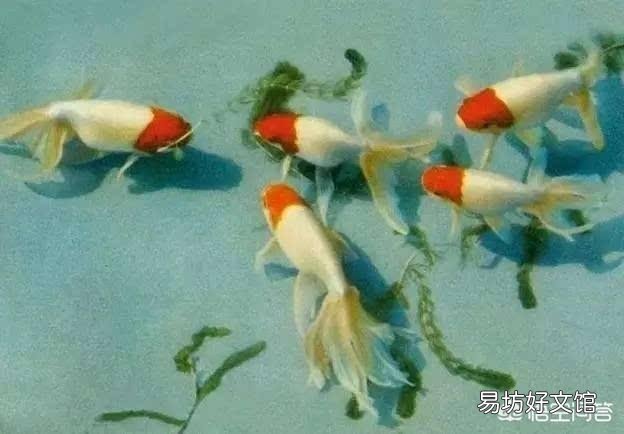 怎么养好金鱼?