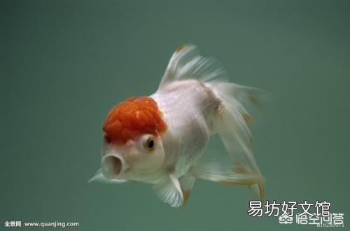 怎么养好金鱼?