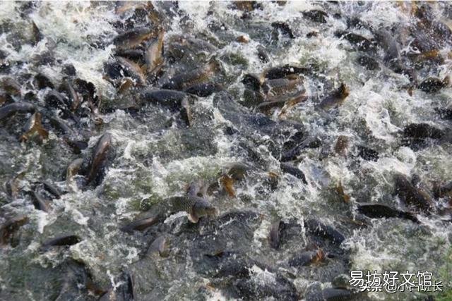 羊糞喂魚對魚好嗎？