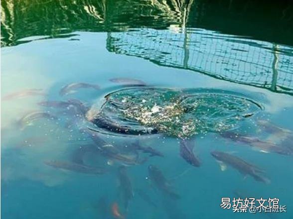 羊糞喂魚對魚好嗎？