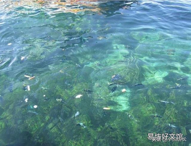 羊糞喂魚對魚好嗎？