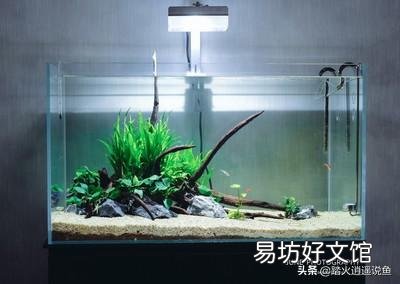 闯缸鱼可以放鱼苗吗?