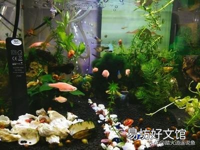 闯缸鱼可以放鱼苗吗?