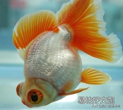 闯缸鱼可以放鱼苗吗?