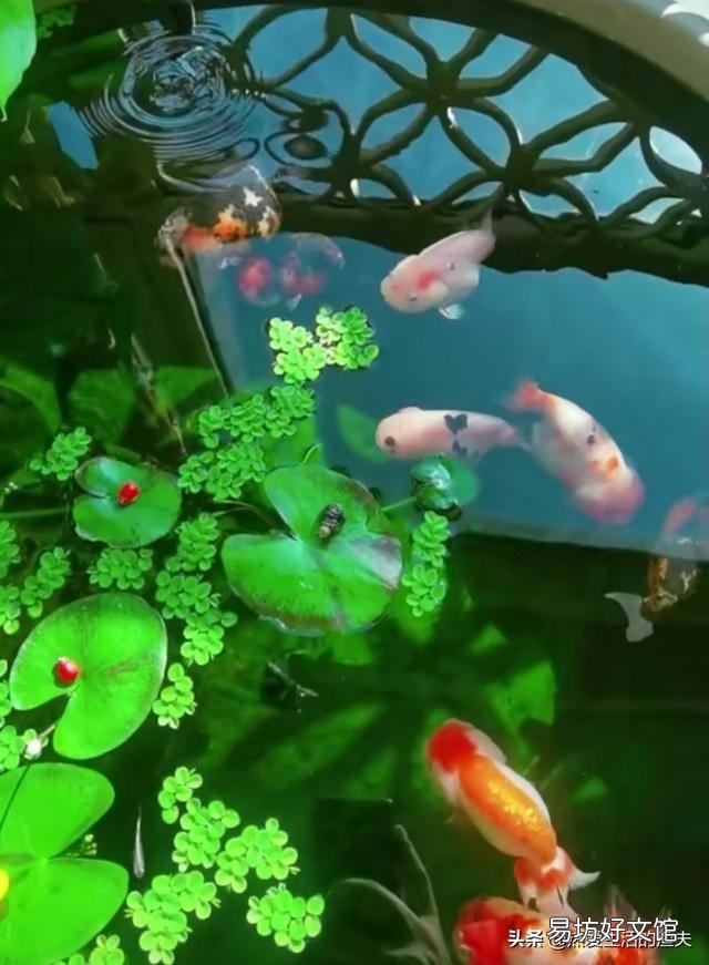 金鱼长黑斑可以加盐到鱼缸里吗?注意什么?