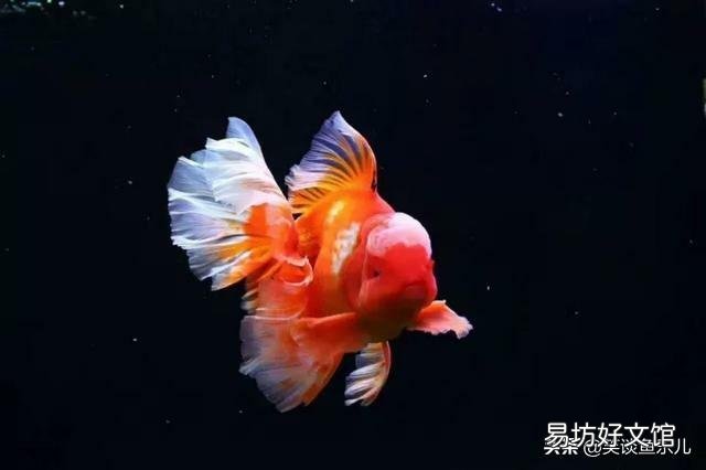 鱼缸打氧过滤正常养好久的金鱼,一夜之间全部死亡,会是什么原因?