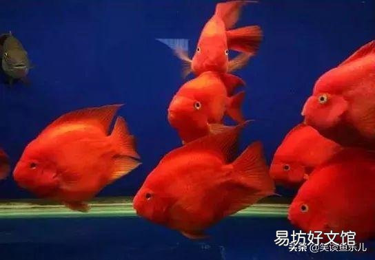 鱼缸打氧过滤正常养好久的金鱼,一夜之间全部死亡,会是什么原因?