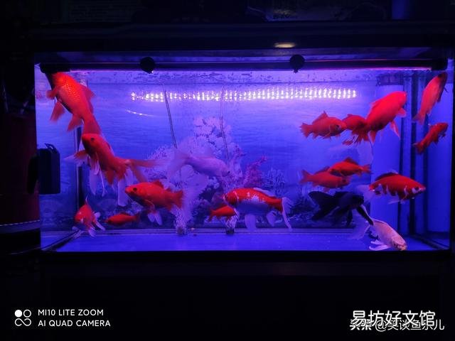 鱼缸打氧过滤正常养好久的金鱼,一夜之间全部死亡,会是什么原因?