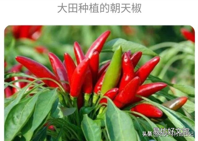 在农村种植的辣椒,辣椒如何区分辣和不辣?