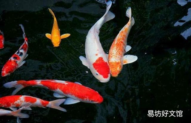 养锦鲤几年了，天天喂饲料，怎么不见长大呢？