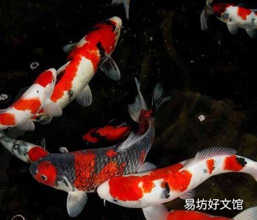 养锦鲤几年了，天天喂饲料，怎么不见长大呢？