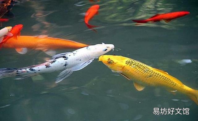 养锦鲤几年了，天天喂饲料，怎么不见长大呢？