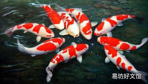 养锦鲤几年了，天天喂饲料，怎么不见长大呢？