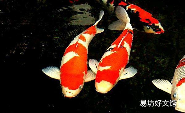 养锦鲤几年了，天天喂饲料，怎么不见长大呢？