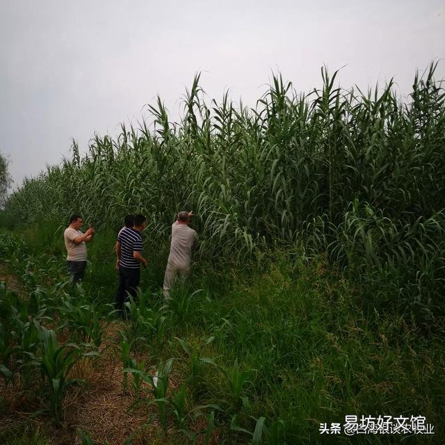 我几十亩荒地,里面有鱼塘,树林,怎样去开发?
