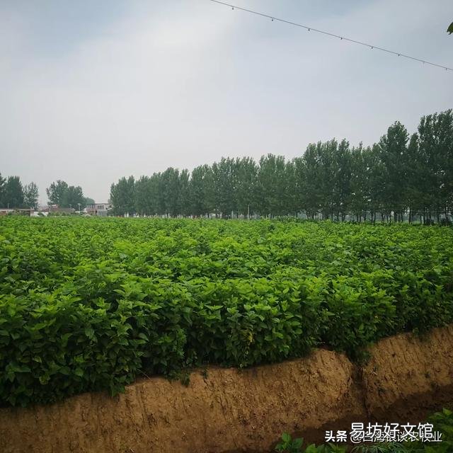 我几十亩荒地,里面有鱼塘,树林,怎样去开发?