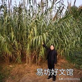 我几十亩荒地,里面有鱼塘,树林,怎样去开发?