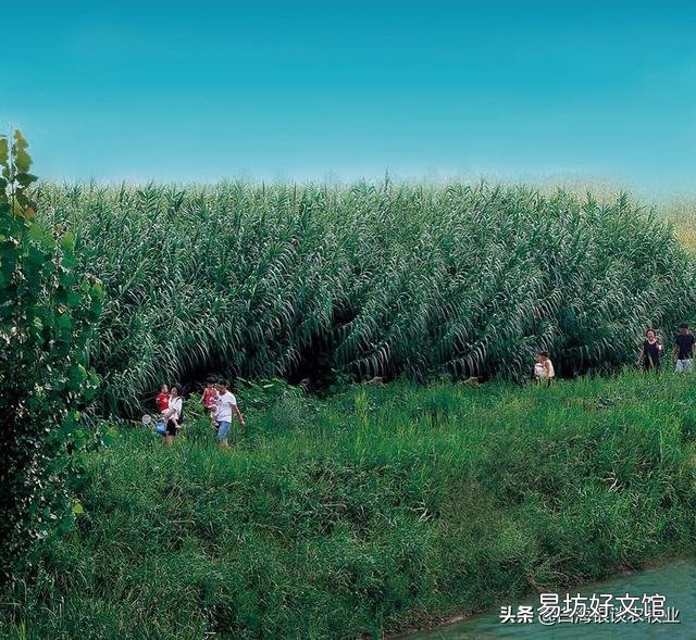 我几十亩荒地,里面有鱼塘,树林,怎样去开发?
