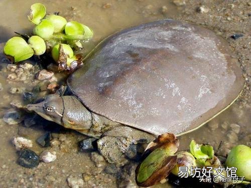 农村里的野生甲鱼和养殖甲鱼有什么区别？还能食用吗？