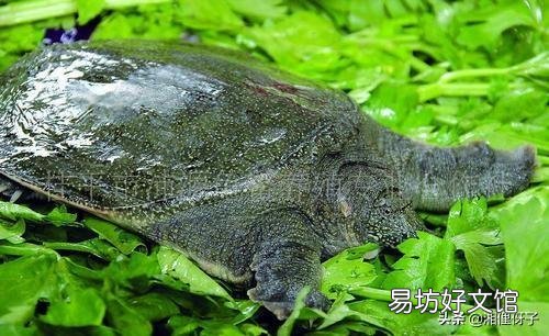 农村里的野生甲鱼和养殖甲鱼有什么区别？还能食用吗？