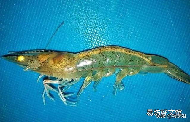 對蝦有拖便怎么預防？