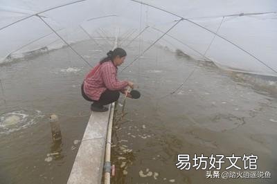 虾料台有泥粒什么原因?