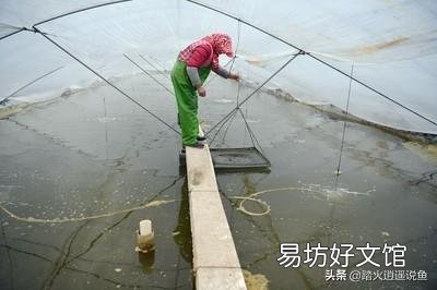 虾料台有泥粒什么原因?