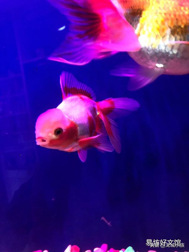 鱼缸的鱼都在底部不走动是怎么回事呢,喂食也不吃?