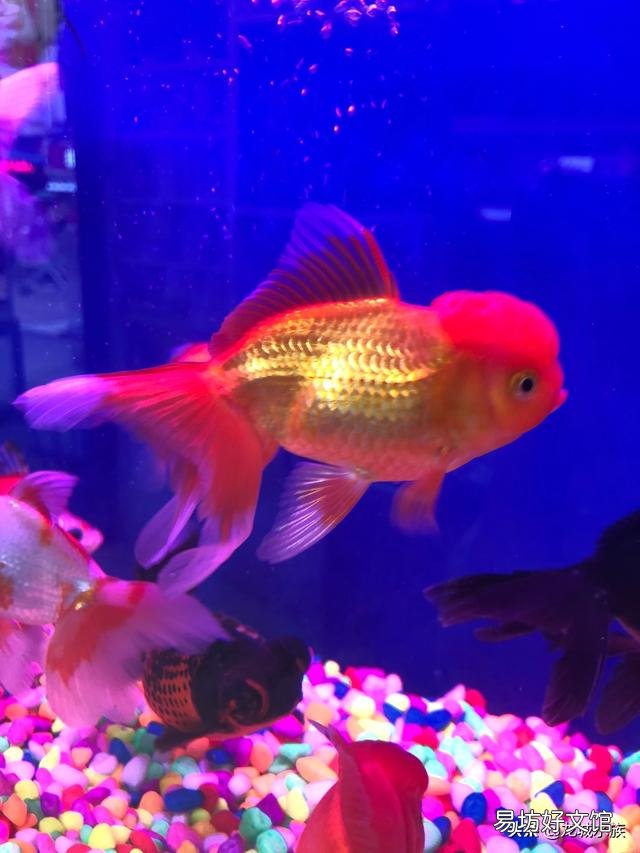 鱼缸的鱼都在底部不走动是怎么回事呢,喂食也不吃?