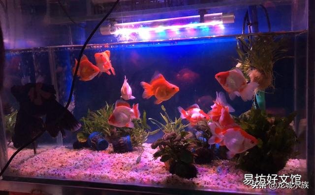 鱼缸的鱼都在底部不走动是怎么回事呢,喂食也不吃?