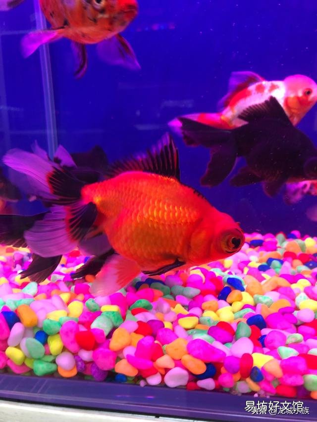 鱼缸的鱼都在底部不走动是怎么回事呢,喂食也不吃?
