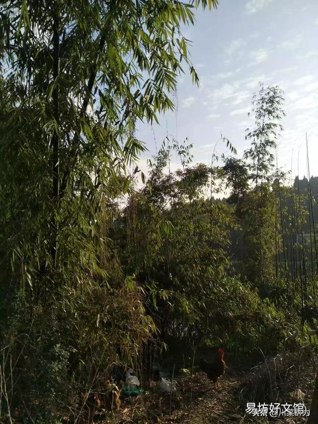 我家竹子今年这段时间怎么不长笋了?