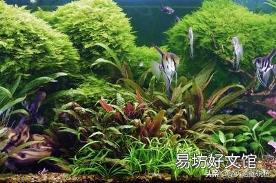 什么鱼吃石头上褐色的藻类？为什么吃呢？