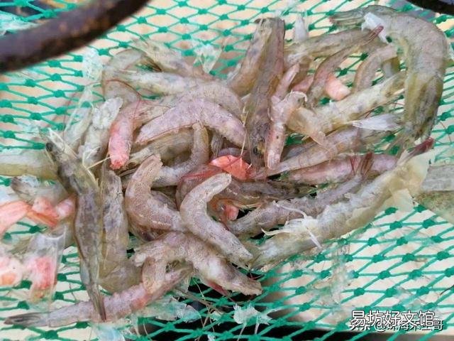虾池什么时候换水最好,是改底后吗?