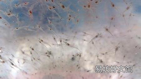 虾池什么时候换水最好,是改底后吗?