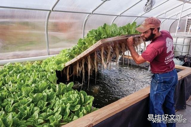 现在鱼菜共生,国内做的也有很多,到底有什么优点?请大神来分析一下?