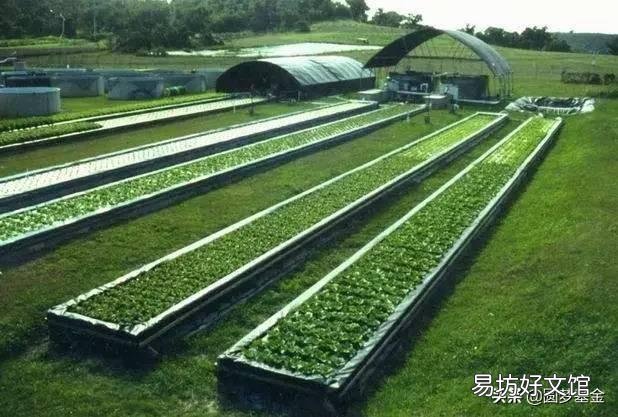 现在鱼菜共生,国内做的也有很多,到底有什么优点?请大神来分析一下?