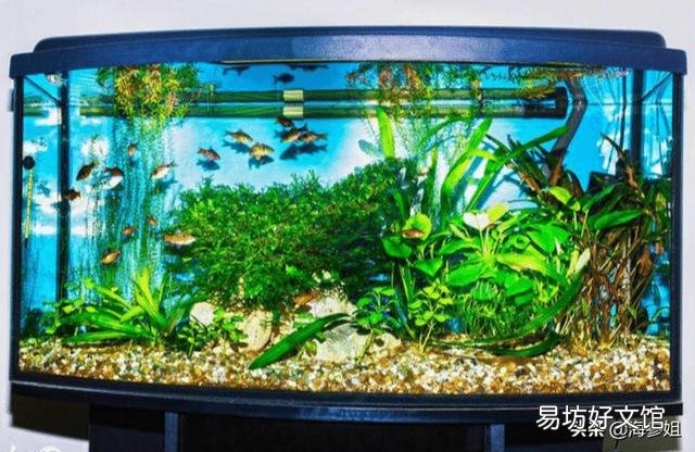 二氧化氯泡腾片直接放鱼缸可以吗?