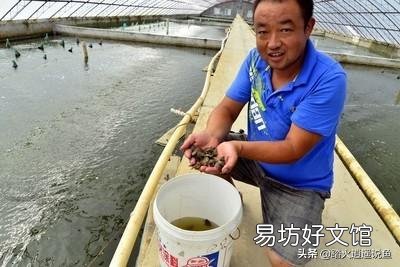 脚鱼吃什么?