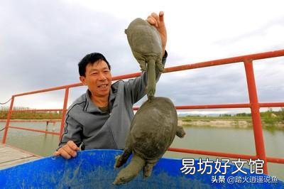 脚鱼吃什么?