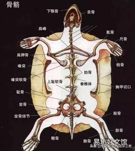 甲鱼被蚊子叮必死,蚊子被甲鱼壳的烟熏到也必死,这是真的吗?为什么?